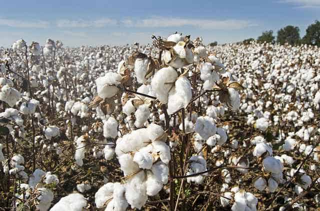 agricultural cotton and its use 