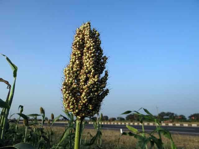 Agricultural product sorghum