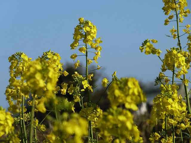 agricultural product mustard 