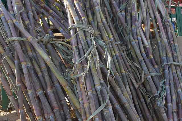 sugarcane from agriculture
