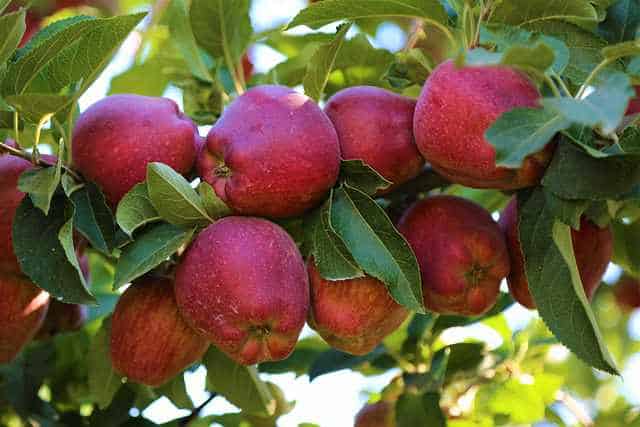 disease resistant apples