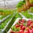 Natural Pest Control for Strawberry Plants