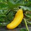 Zucchini Plant Pest Control: A vibrant zucchini and plant, nature's solution to organic pest management