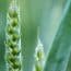 Wheat-Common Diseases of Cereal Crops
