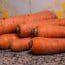 Carrot Diseases and Control