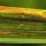Bacterial Leaf Blight of Rice