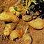 Potato Spindle Tuber Disease