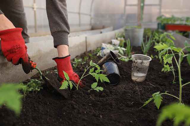 tomato plantation-Growing Tomatoes in Your Home Garden