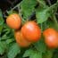 Tomato Cultivation Varieties for Indian Farmers