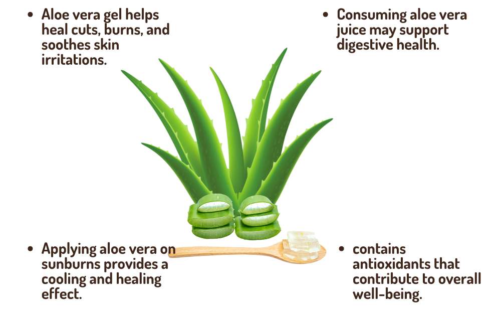 A thriving Aloe vera plant, a powerhouse for home gardens promoting wellness and natural beauty