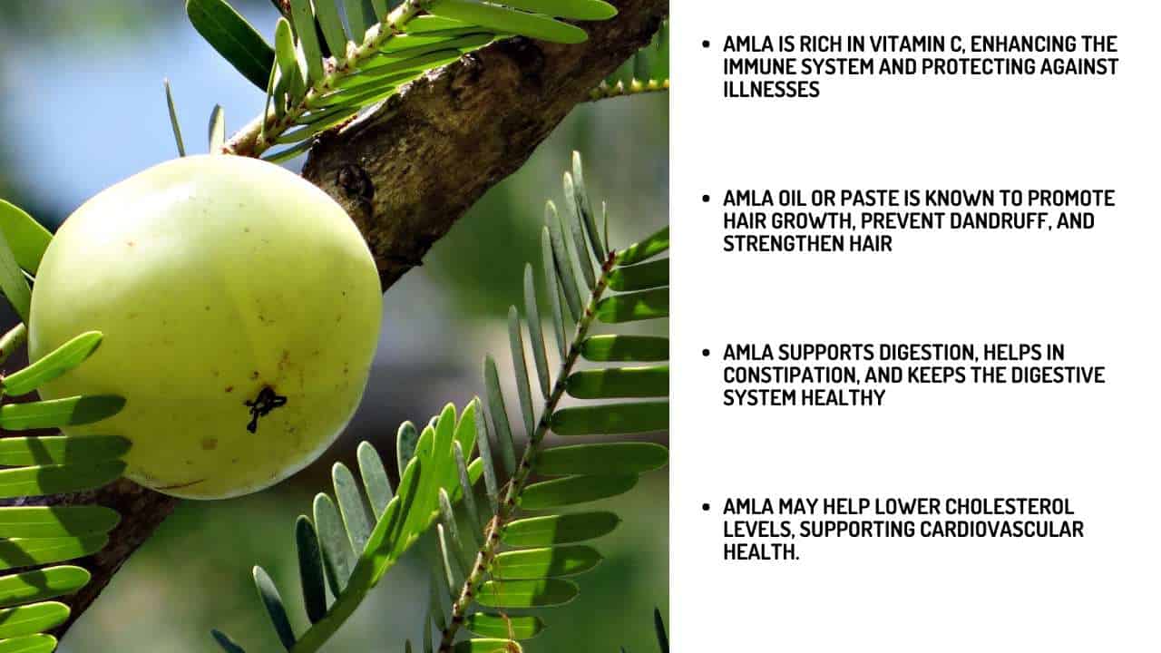 Amla, a powerful herbal treasure for home gardens, rich in nutrients and health-boosting properties