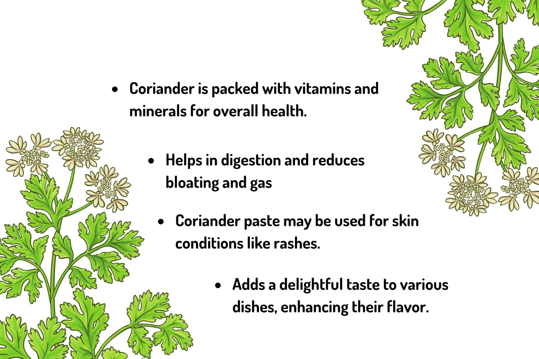 Lush coriander plant, a powerful herbal addition for home gardens, enhancing flavor and culinary delights