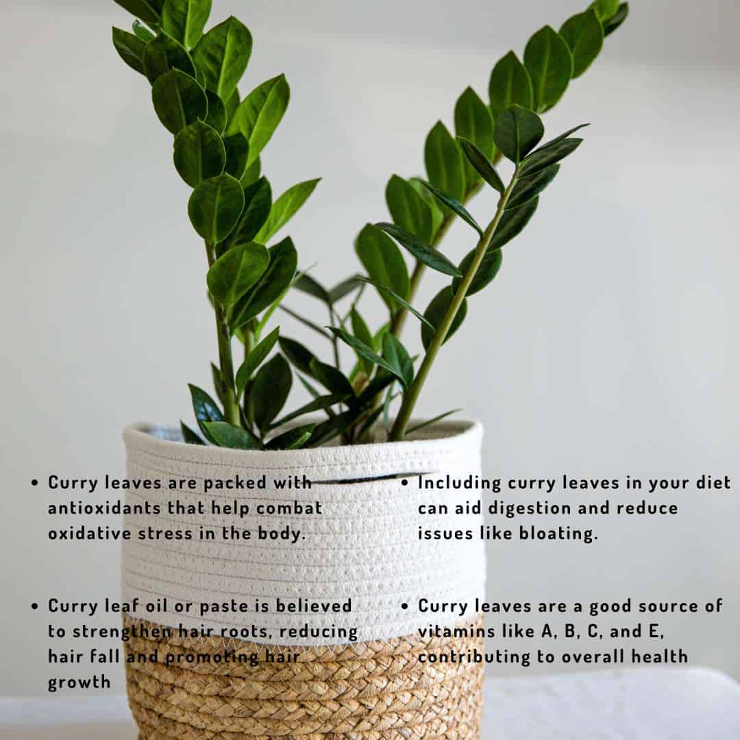 Abundant curry leaves, a powerful herbal addition for home gardens, infusing dishes with aromatic flavor