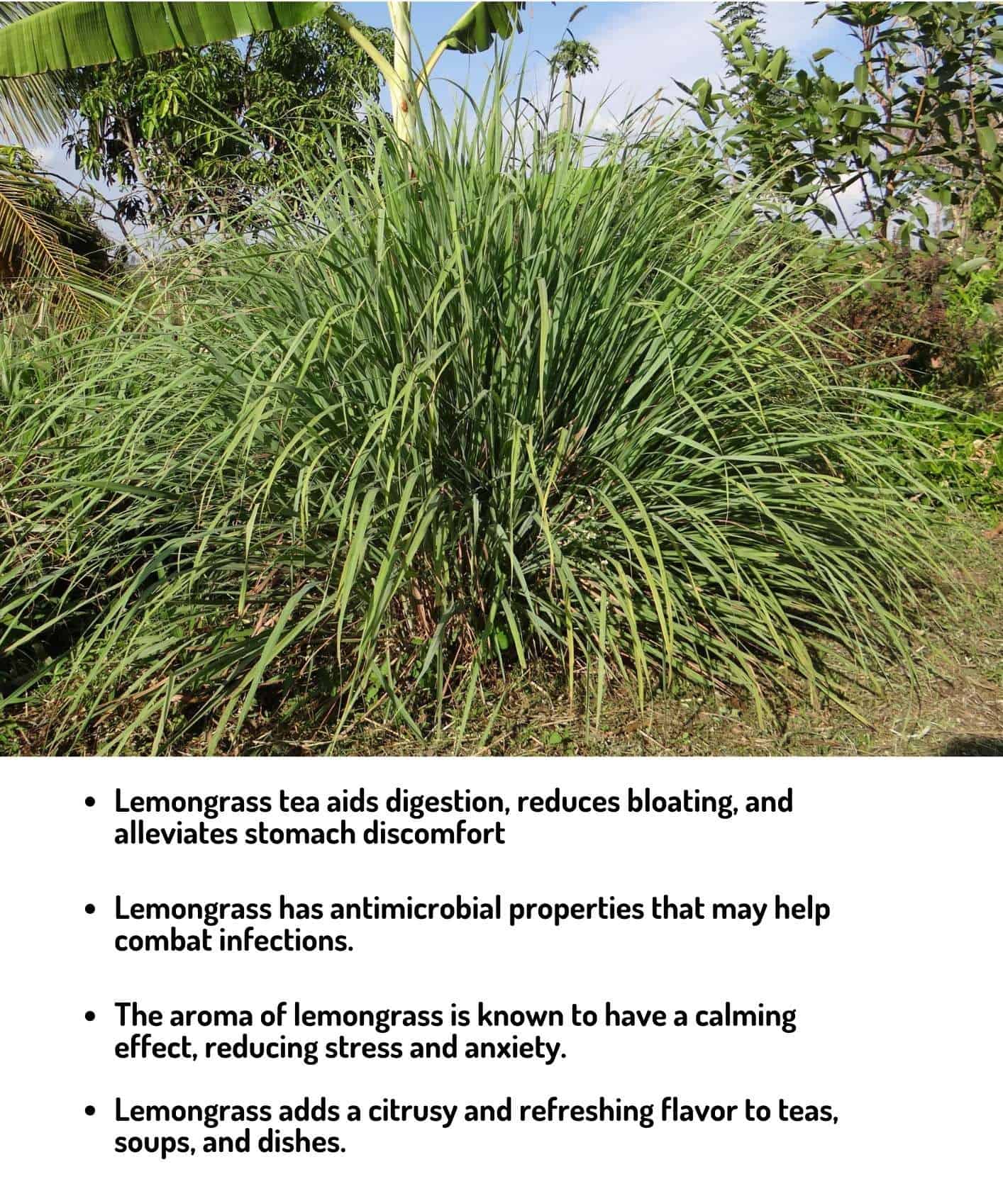 Lively lemongrass, a powerful herbal addition for home gardens, imparting a zesty aroma and culinary delight