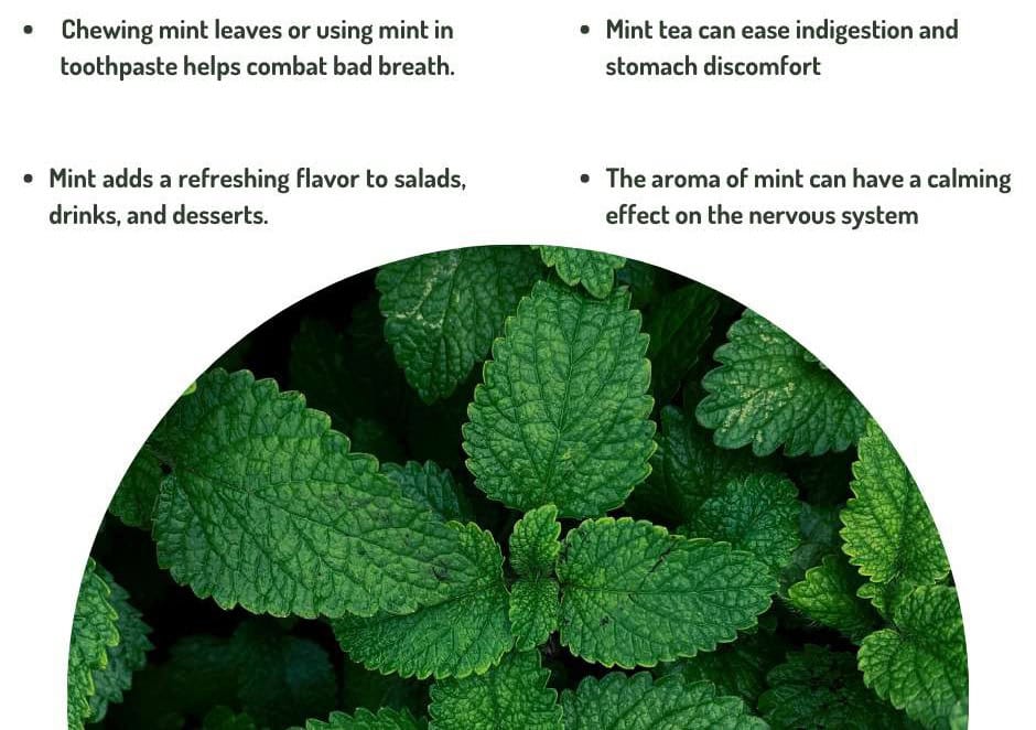 Vibrant mint plant, a herbal wonder for home gardens, adding flavor and freshness effortlessly