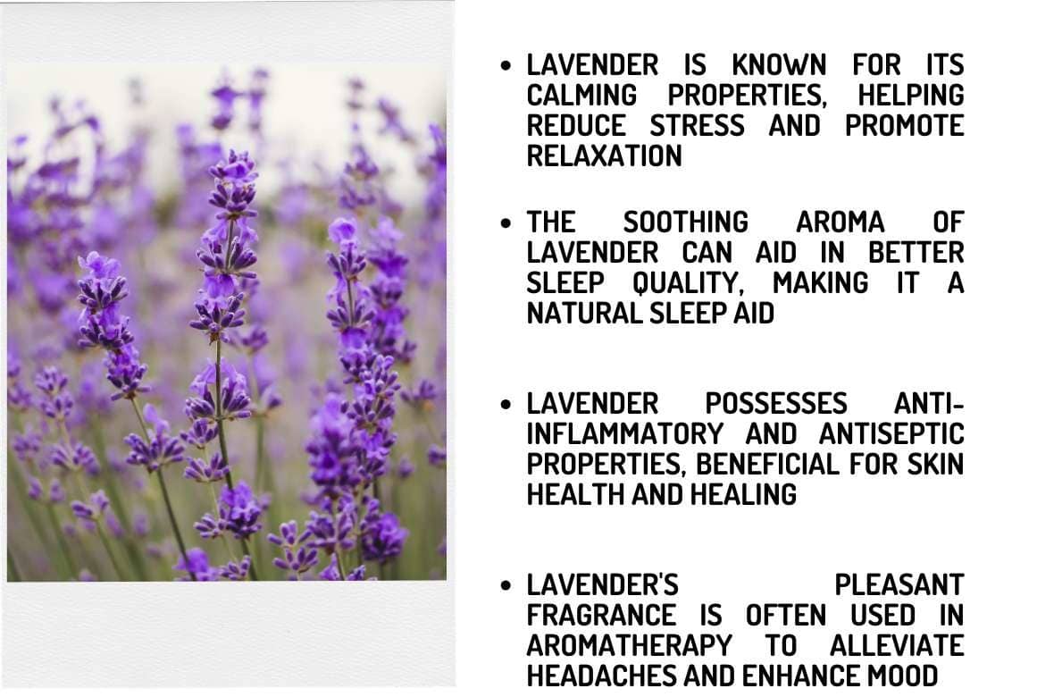 Lavender plant, a powerful herbal addition for home gardens, bringing calming aromas and natural beauty