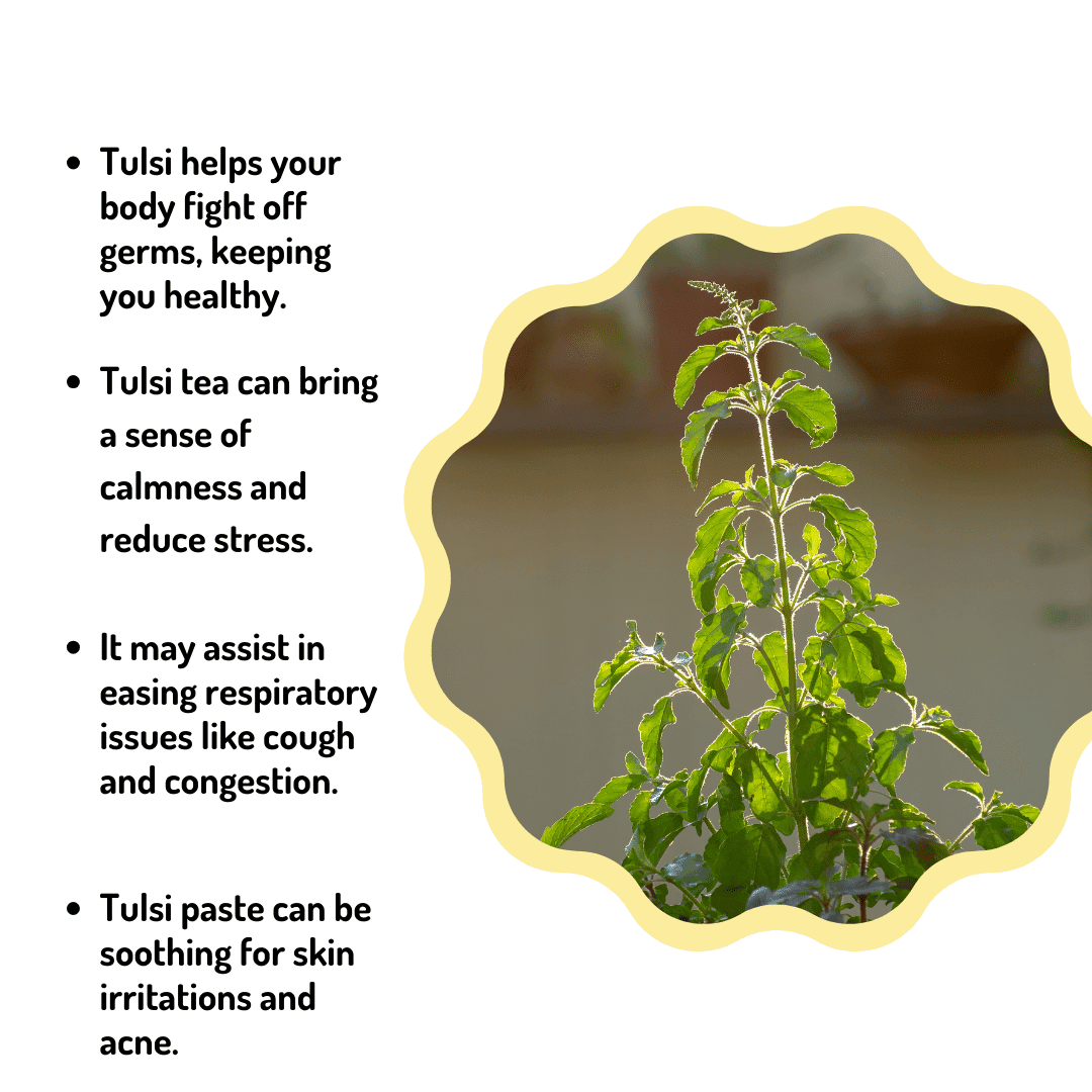 Tulsi plant, a potent addition to your Powerful Herbal Plants for Home Garden collection
