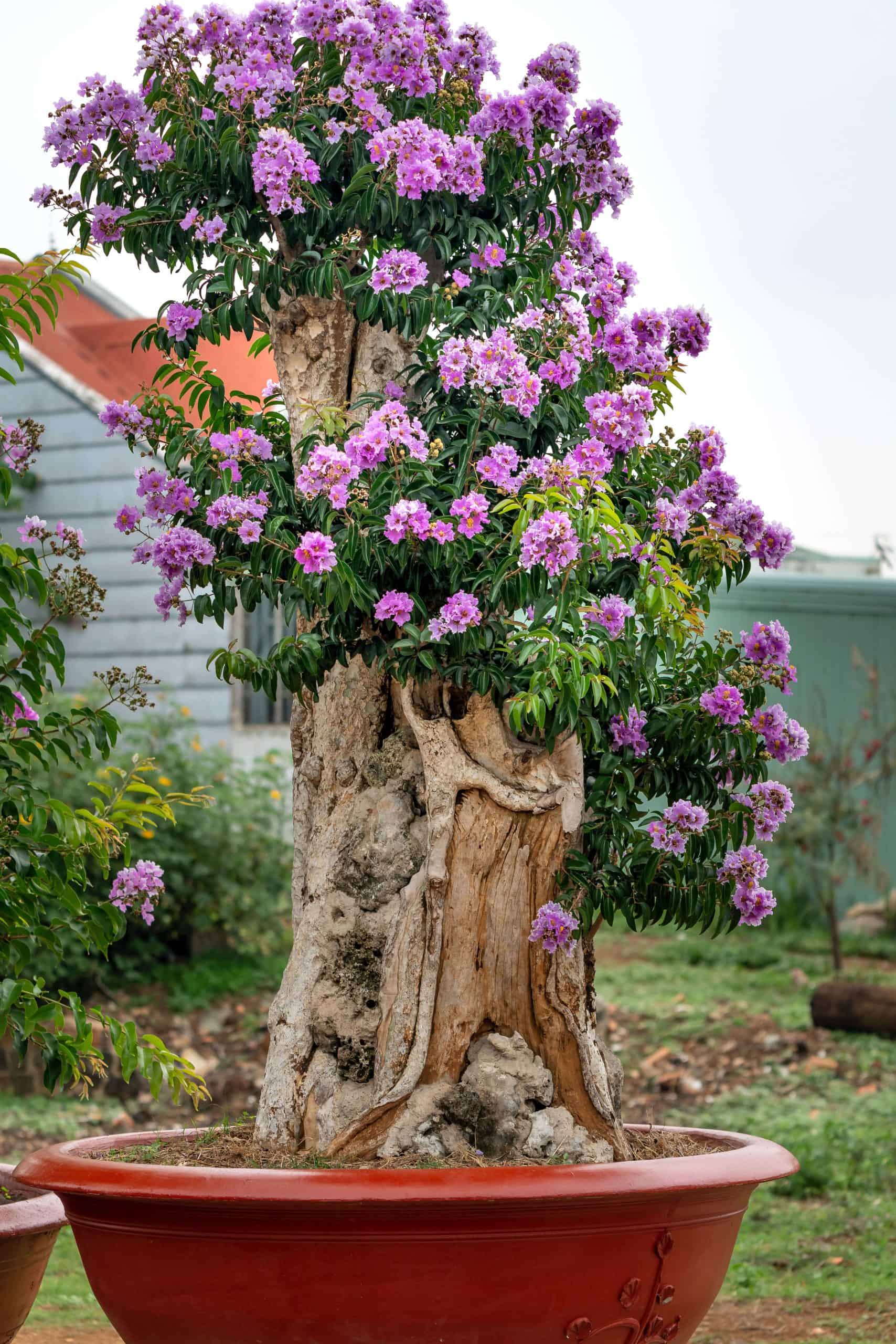Crape Myrtle tree in a home garden, showcasing the vibrant allure of Beautiful Indian Garden Plants