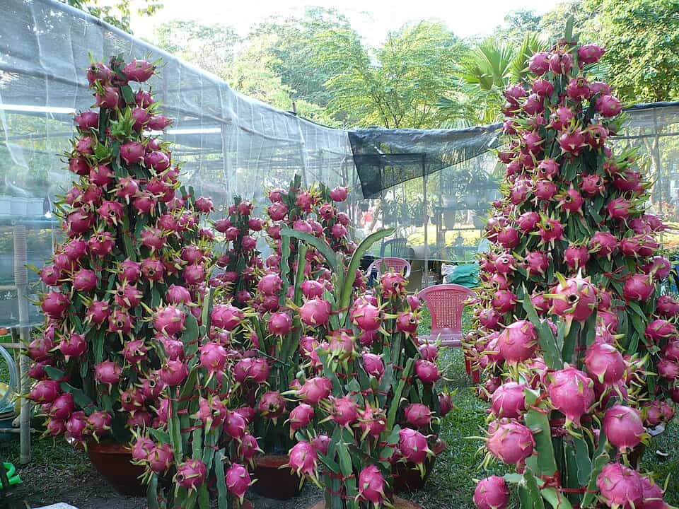 Dragon Fruit Tree: Cultivation and Varieties – Lush dragon fruit trees laden with vibrant fruits