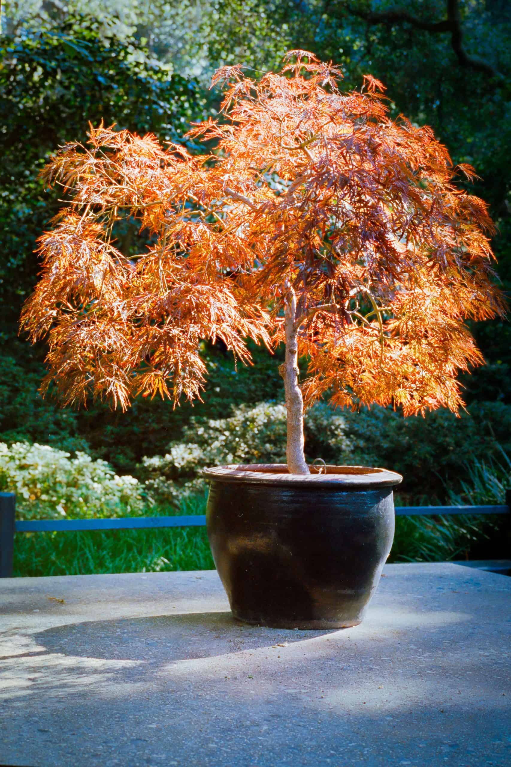 Japanese Maple tree in a home garden, exemplifying the elegance of Home Garden Tree Plants