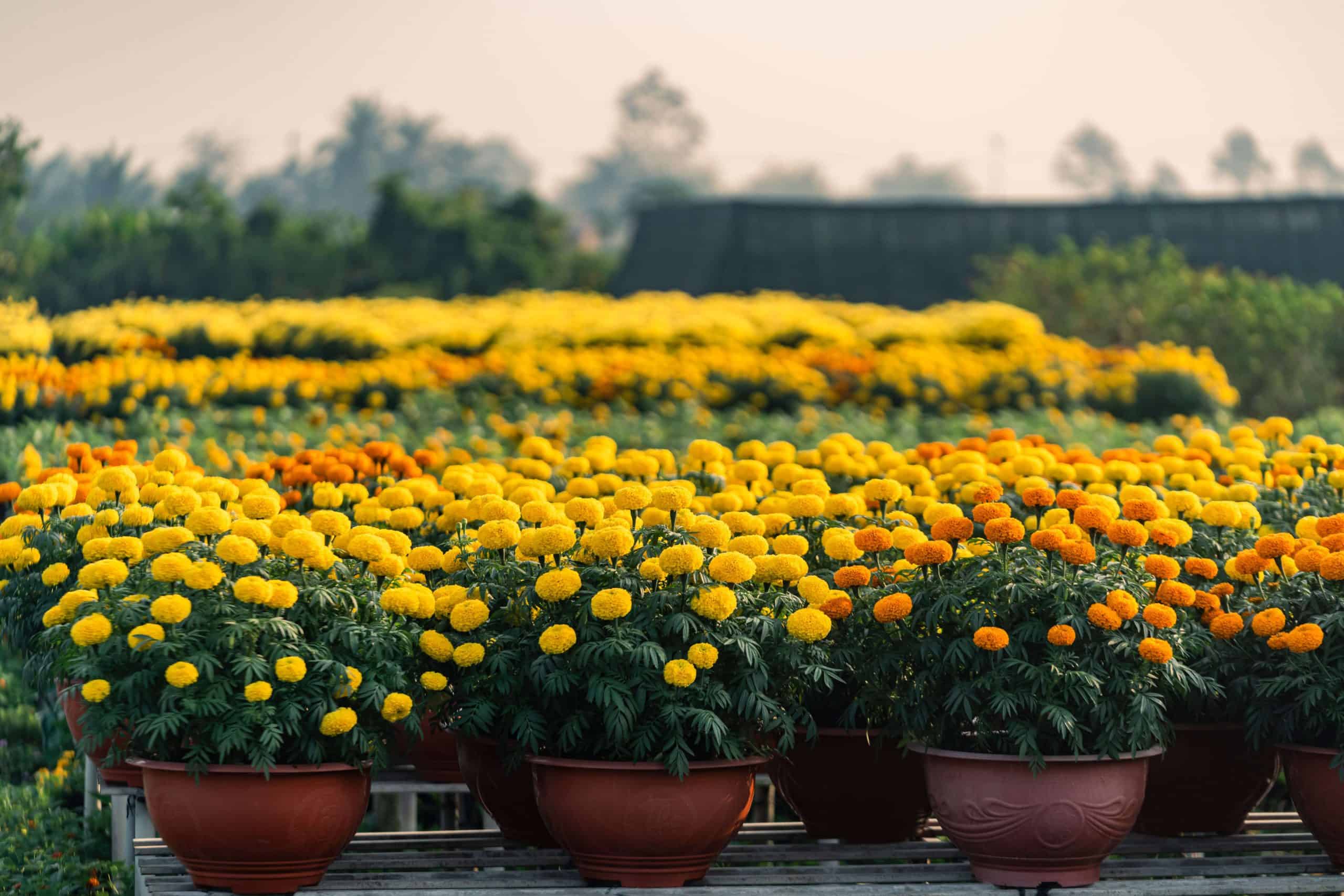 Marigold flowers in a home garden, showcasing the vibrant charm of Garden Plants.
