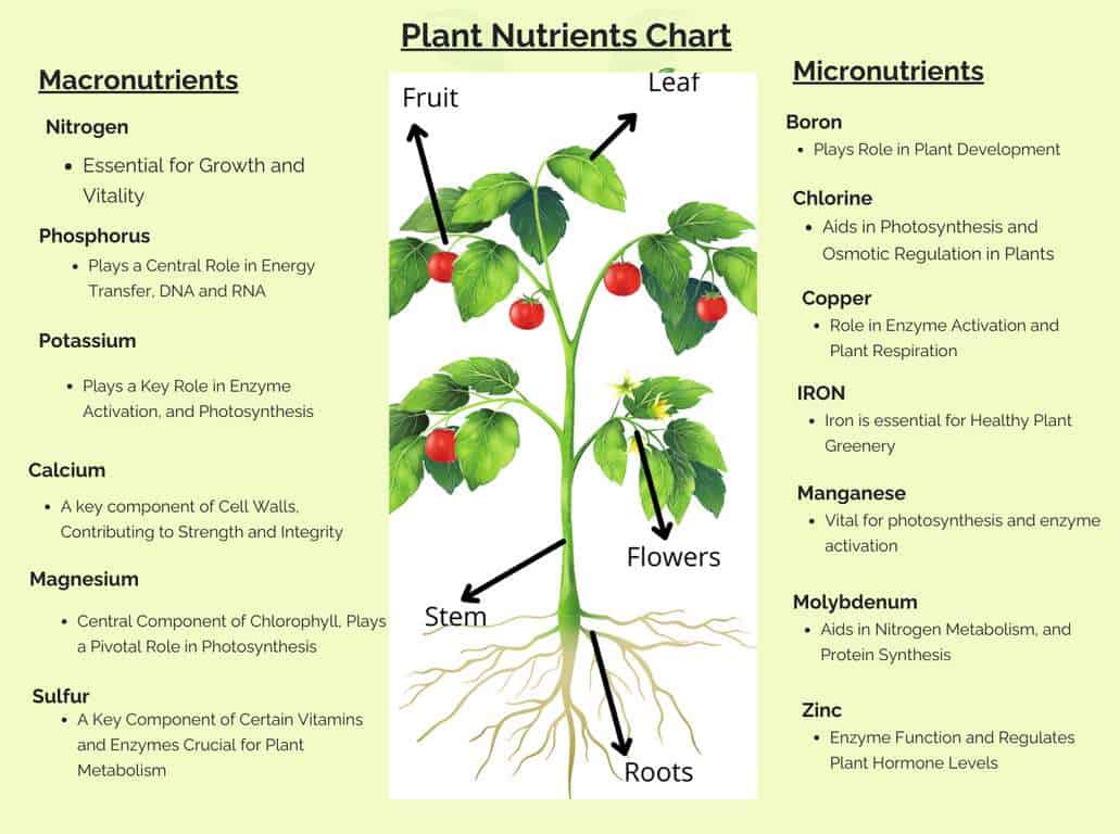 Essential plant nutrients infographic – Unlocking vitality with Nutrients Chart for Plants Vigorous Growth
