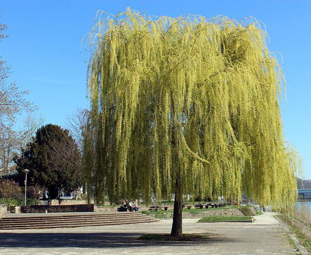 Weeping Willow tree in a home garden, showcasing the graceful charm of Garden Tree Plants