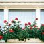 Beautiful Indian Home Garden Plants: Radiant red roses blossoming in a charming home garden scene