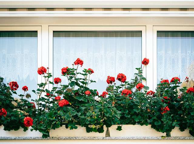 Lush red roses bloom in a home garden, showcasing the beauty of Home Garden Plants