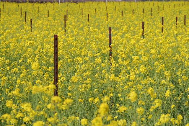 Golden mustard field, illustrating the beauty and importance of Rabi crop cultivation in agriculture