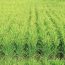 Paddy Field: Challenges of Disease Management