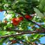 Cherry plant with ripe fruits, showcasing the beauty and bounty of growing cherry fruit plants