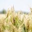 Wheat field - crucial in Field Crop Diseases: Identification & Management