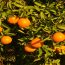 Oranges - Essential fruit crop discussed in the classification of horticultural crops