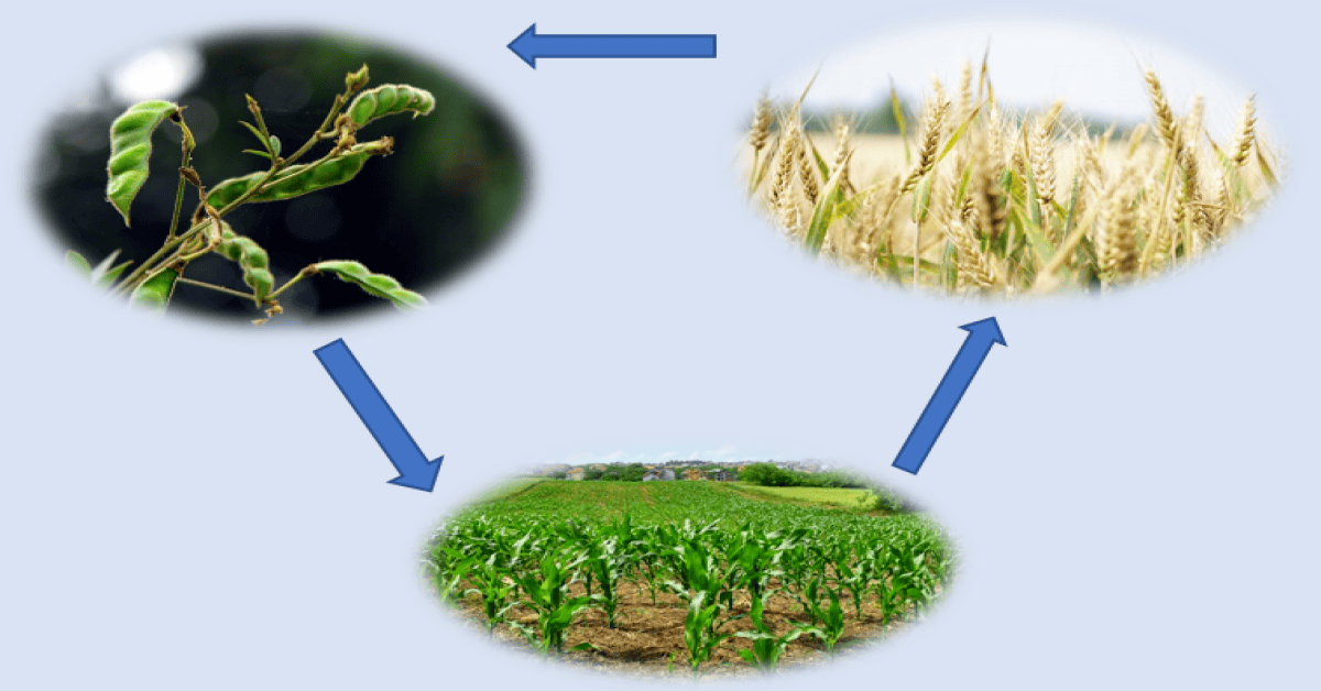 Crops in cyclical rotation illustrating crop rotation principles in agriculture