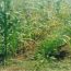 Intercropping of beans and maize demonstrating sustainable agriculture practices