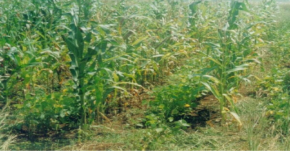 Intercropping of beans and maize demonstrating sustainable agriculture practices