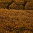 Successful Soybean Cultivation in a lush green field