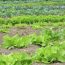 Fresh vegetables growing in a well-maintained agricultural field during the growing season.